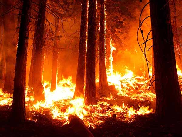 День защиты леса от пожара Горят секвои Йосемитского парка в Калифорнии